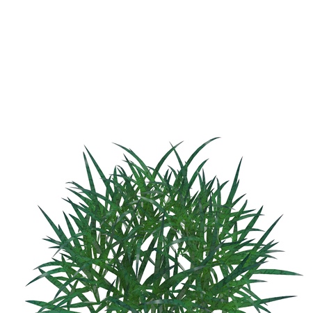 This is a 3d illustration of grass の写真素材