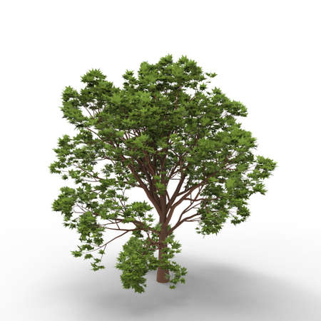 This is a 3d illustration of tree on white background の写真素材