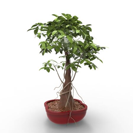 This is a 3d illustration of a bonzai の写真素材