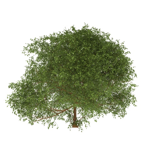 A tree on white backgroundの写真素材