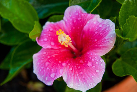 Flowerの写真素材