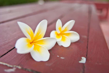 Flowerの写真素材