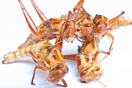 Fried grasshoppersの写真素材
