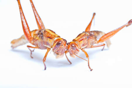 Fried grasshoppersの写真素材
