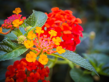 Close-up photos, Bright colors of the flowers.  Lantana camara colorful Flowerの写真素材