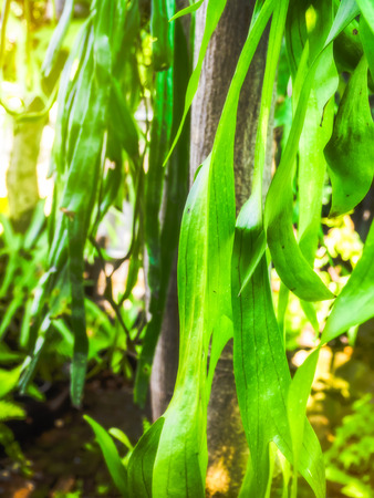 Ferns in the afternoon light. Fern is a tree that like Humidity of the climate.の写真素材