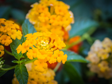 Close-up photos, Bright colors of the flowers.  Lantana camara colorful Flowerの写真素材