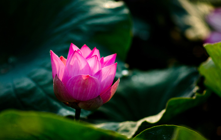 beautiful lotus pink  flower in blooming lighting backgroundの写真素材