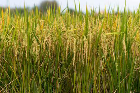 Rice field goldの写真素材