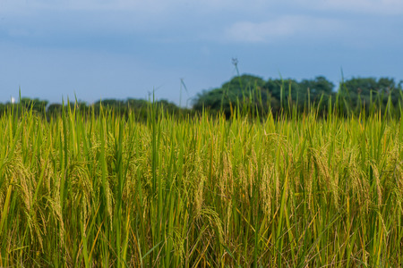 Rice field gold and skyの写真素材