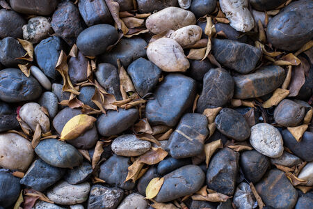 Stones and dry leaves background.の写真素材