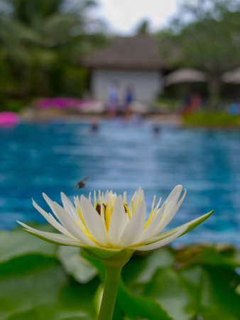 insects looking Nectar in lotus flowers phuketの写真素材