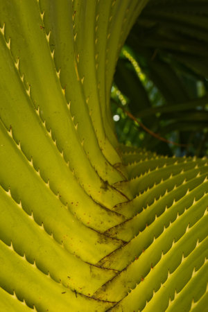 close up the pandanus trees