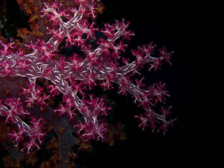 Close up of soft coral,similan thailandの写真素材