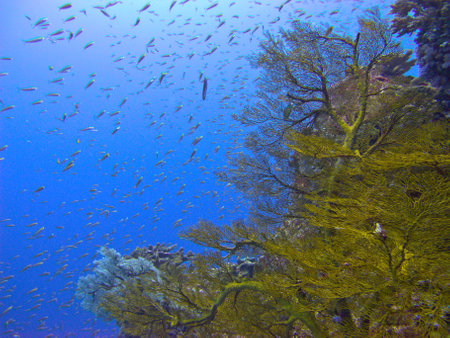 Yellow sea fan whit the fish swimingの写真素材