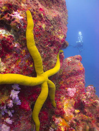 The yellow sea star stay on coralの写真素材