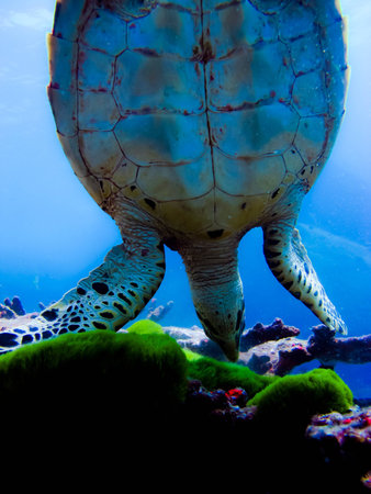 Green sea turtle looking for foot at Similan