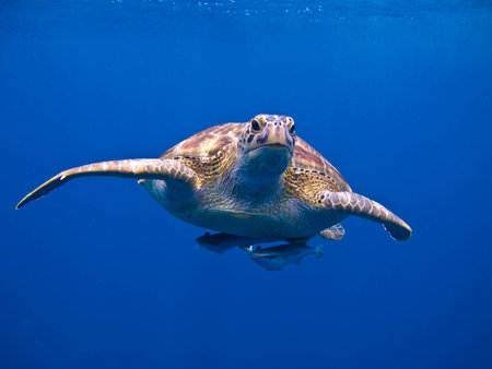 The green turtle at similan iland thailandの写真素材