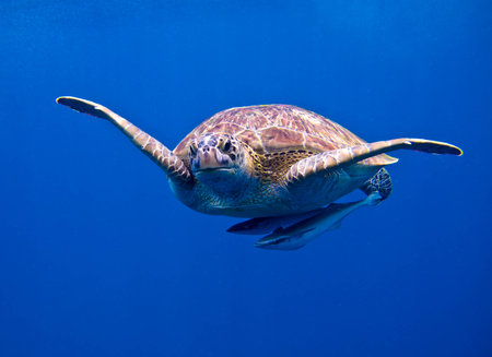 The green turtle at similan iland thailandの写真素材
