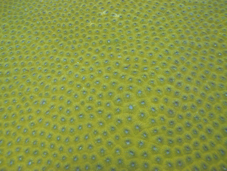 Patterns in nature - a closeup of hard coral polyps, suitable for background.の写真素材