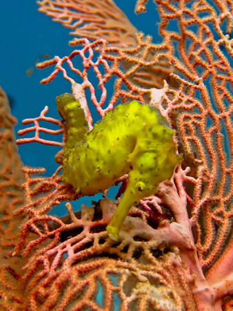 Close-up of a Yellow Common Seahorseの写真素材