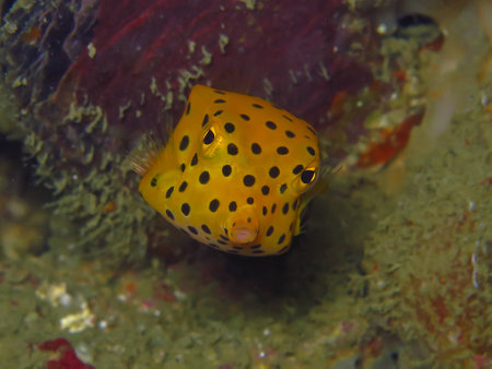 Marine fish, tropical reef fish, yellow box puffer fishの写真素材