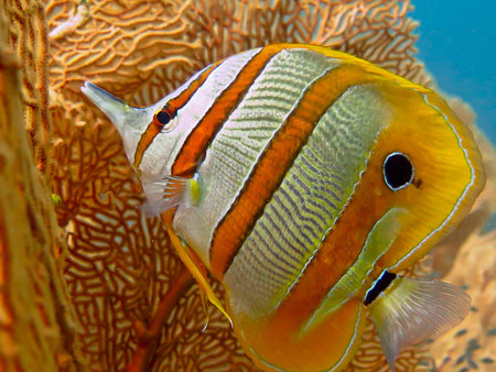 Sea life: exotic tropical coral reef copperband butterfly fishの写真素材