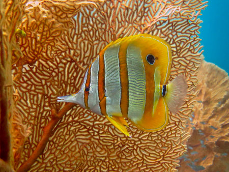 Sea life: exotic tropical coral reef copperband butterfly fishの写真素材