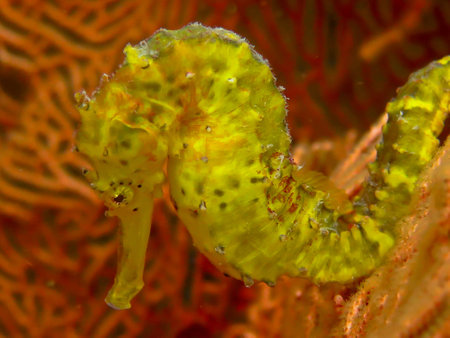 Close-up of a Yellow Common Seahorseの写真素材