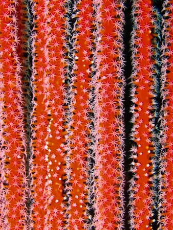 Texture of a bright soft coral underwater.の写真素材