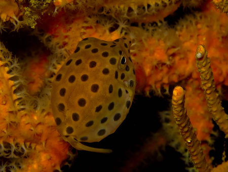 Marine fish, tropical reef fish, yellow box puffer fishの写真素材