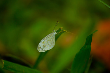 Butterfly on the leaf natural macro close-upの写真素材