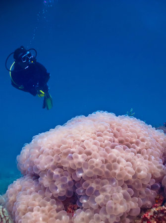 The diver diving on top of the reefの写真素材