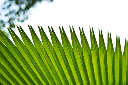plant like a fan with white backgroundの写真素材