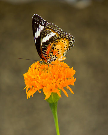 Butterfly in yellow flower natural macro close-upの写真素材