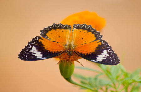 Butterfly in yellow flower natural macro close-upの写真素材
