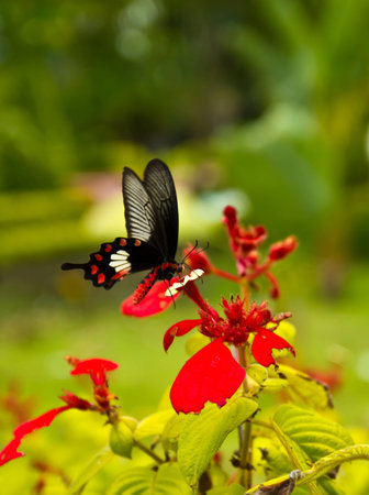 Butterfly in red flower natural macro close-upの写真素材