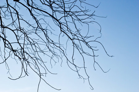 Dead trees and dry. Dead trees and dry are rice farmers.の写真素材