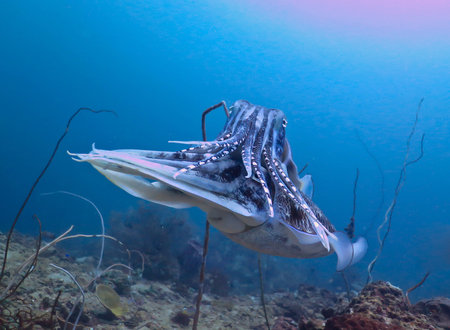 A close up on a cuttlefish swimmingの写真素材