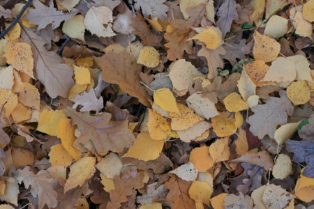 autumn leavesの写真素材