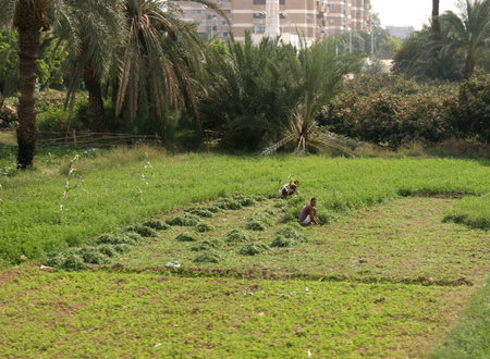 Egyptian farmersの写真素材