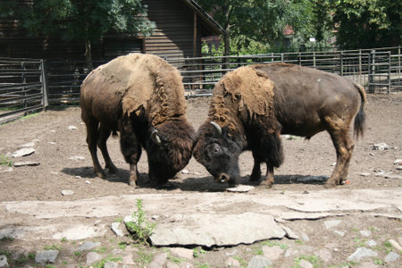 fighting bisonの写真素材