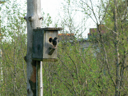 Starling about birdhouseの写真素材