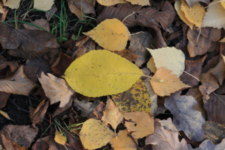 autumn leavesの写真素材