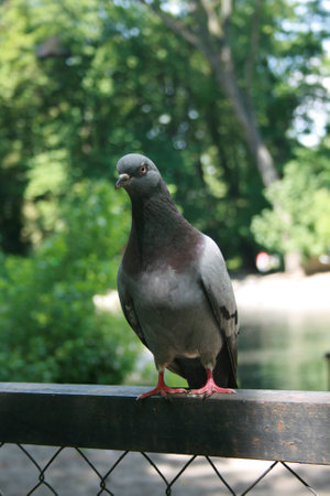 the dove in the zooの写真素材