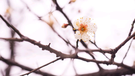 Jejune Cherry Blossom