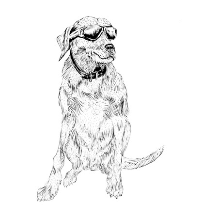 hand drown sketch illustration of breed dog in collar with eyeglassesの写真素材