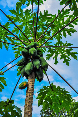 papaya tree