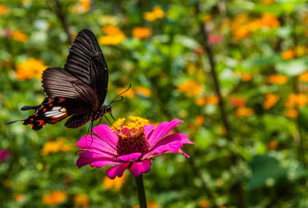 Butterfly drink sweetの写真素材