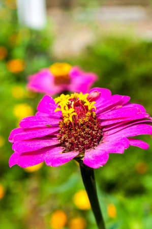 Flowers are bloomingの写真素材
